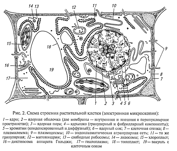 Строение растительной клетки рисунок