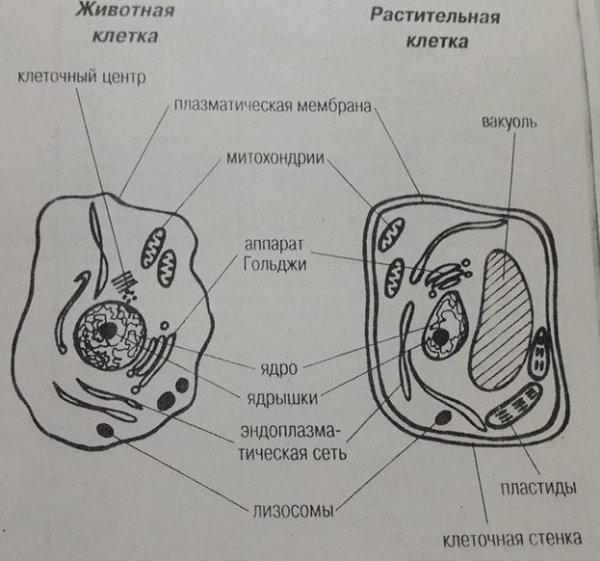 Схема растительной и животной клетки с обозначениями