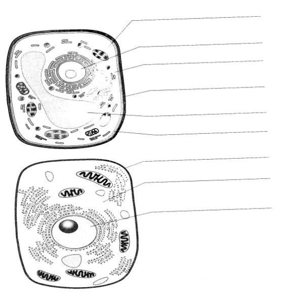 Строение животной клетки 5 класс биология рисунок