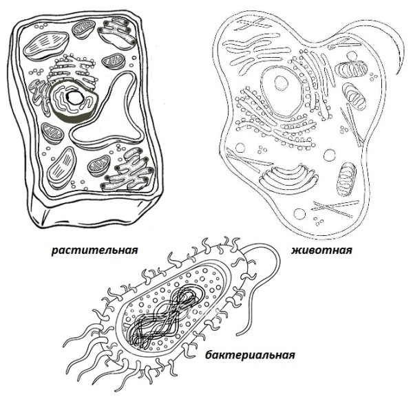 Рисунок бактериальной растительной животной клетки