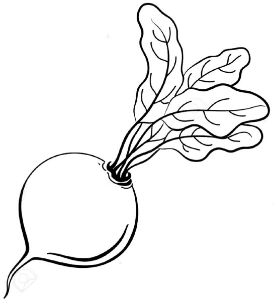 Свекла контур