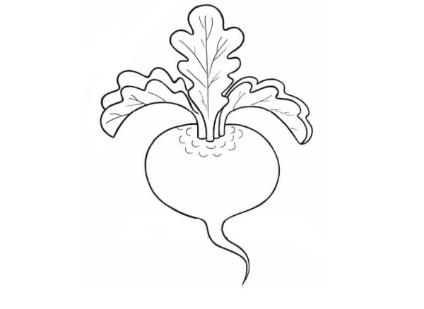 Свекла раскраска