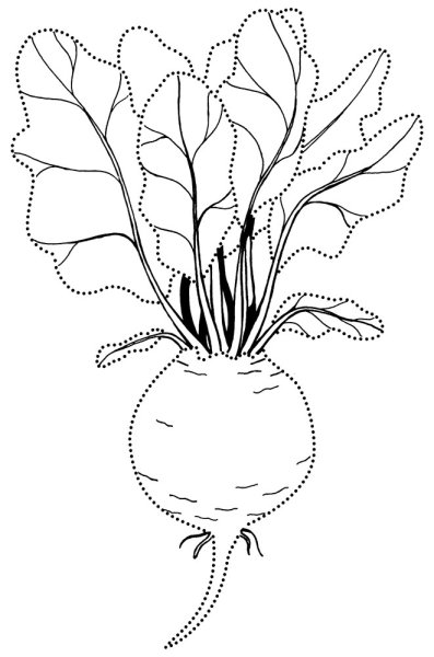 Свекла раскраска