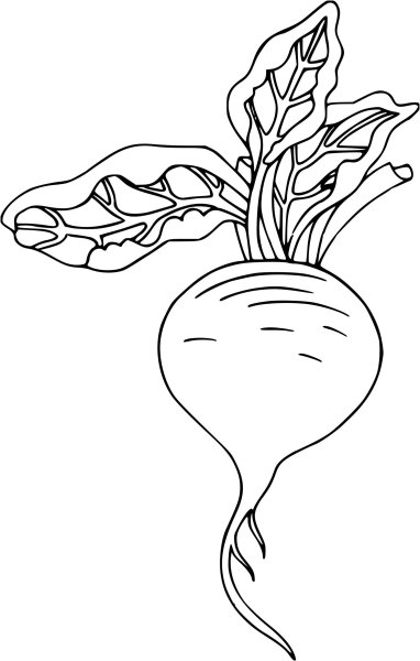 Свекла вектор