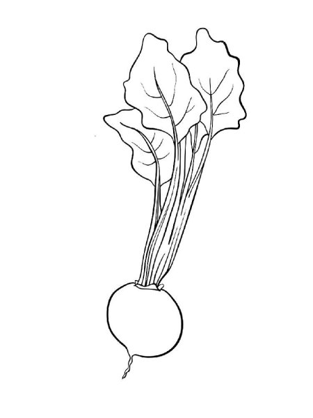 Репка редька редиска