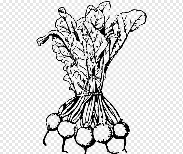 Свекла раскраска