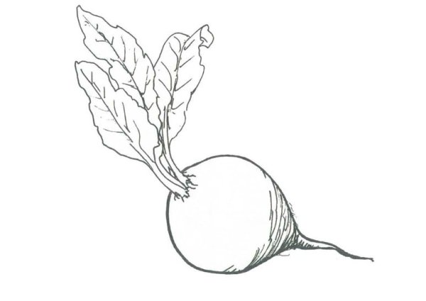 Силуэты фруктов и овощей