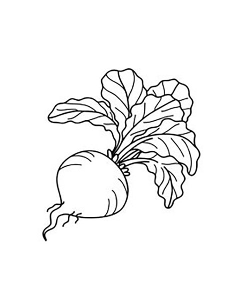 Свекла раскраска