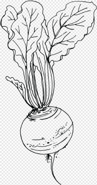 Свекла раскраска