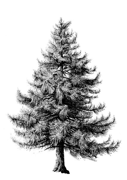 Пихта дерево карандашом