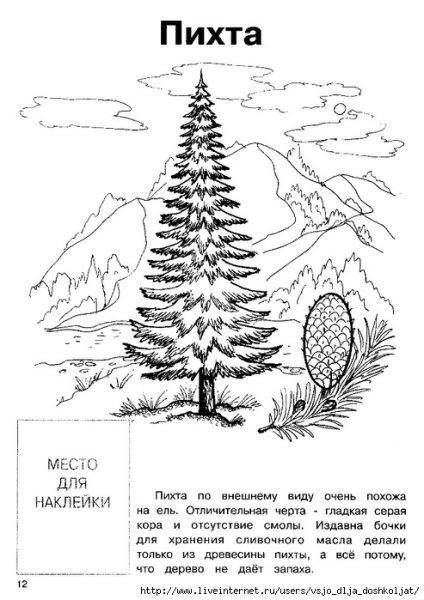 Раскраска хвоинки пихты