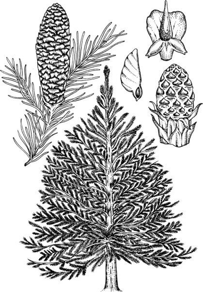 Abies nordmanniana