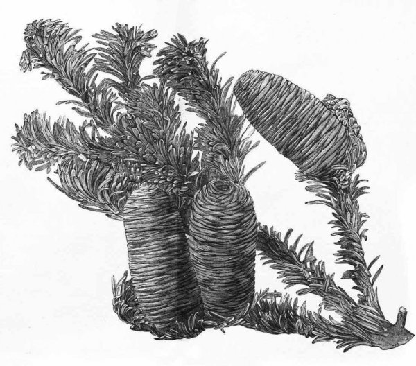 Силуэты хвойных деревьев