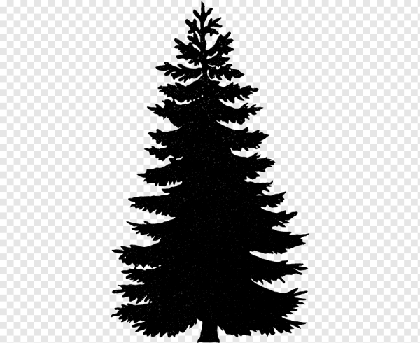 Хвойные деревья в графике