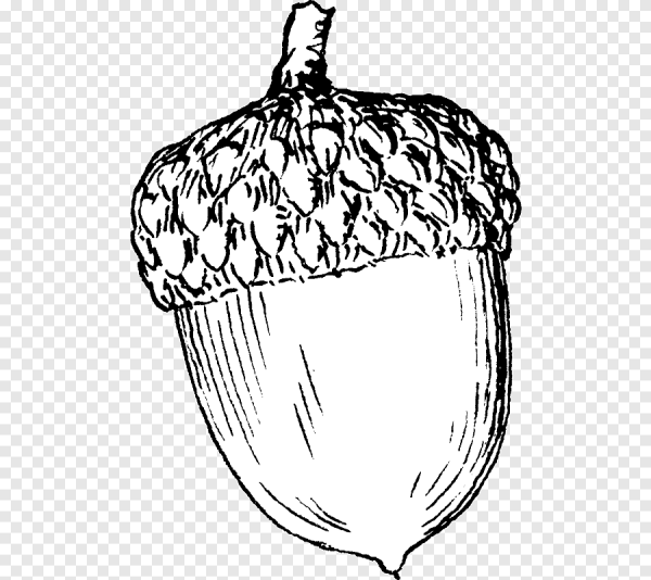 Орех раскраска для детей