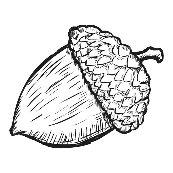 Раскраска для детей шишки орешки