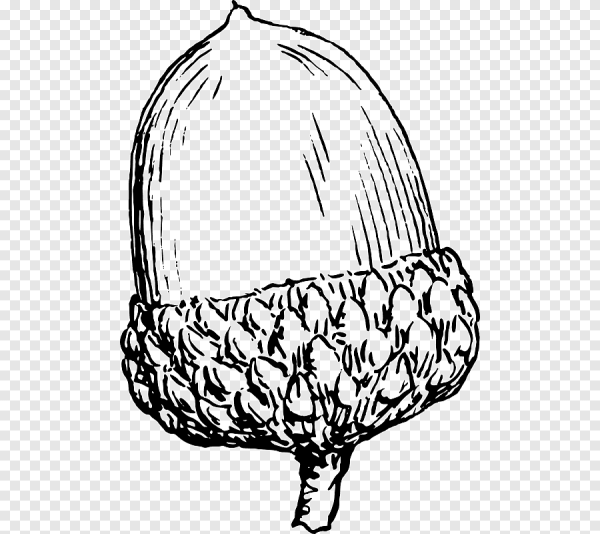 Орех раскраска для детей