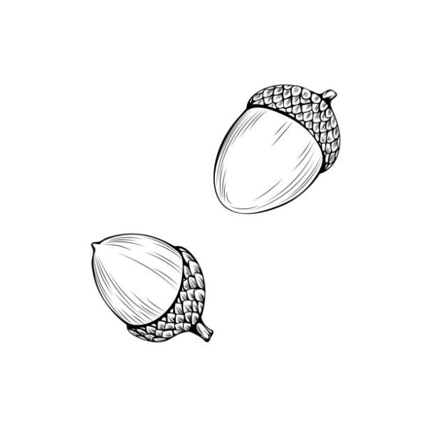 Желудь раскраска