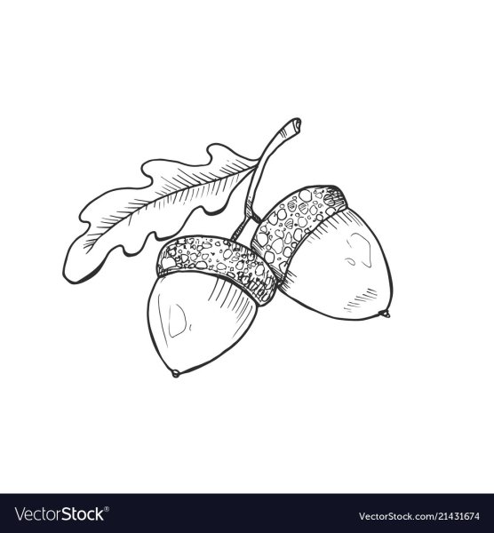 Желудь вектор