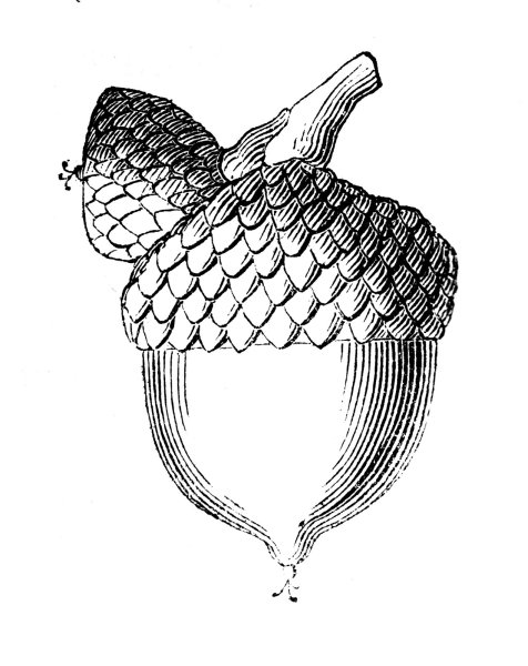 Раскраска дубовые листья с желудями