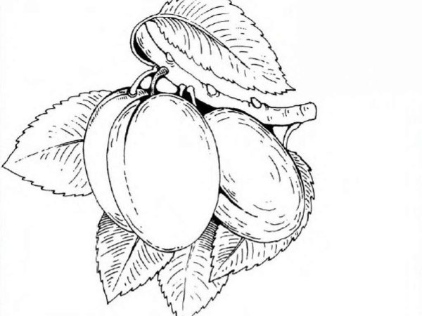 Слива раскраска для детей