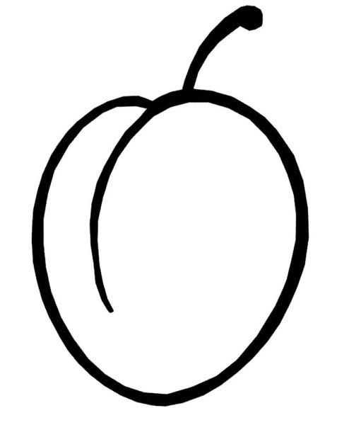 Слива рисунок