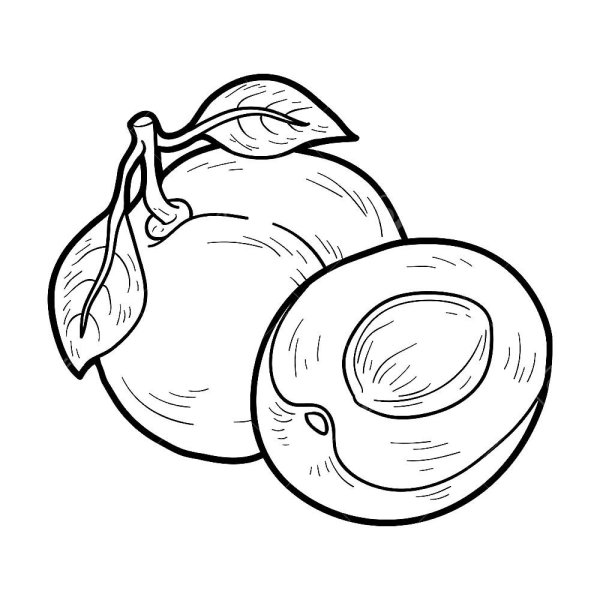 Сливы карандашом