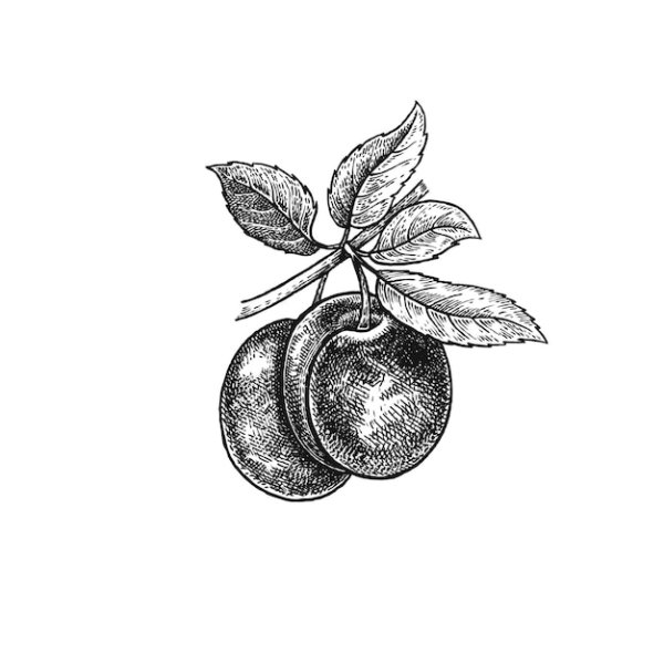 Слива черно белая