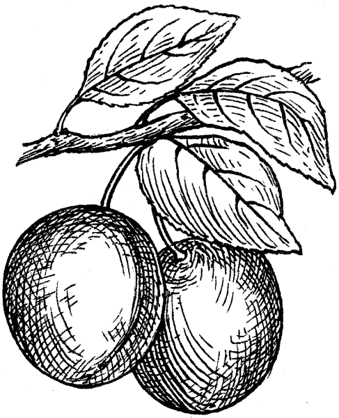 Слива раскраска