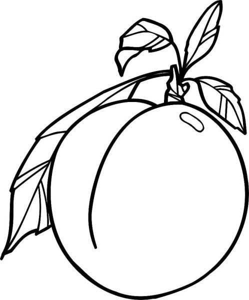 Абрикос для детей чёрно белые