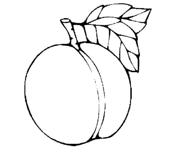 Слива раскраска для детей