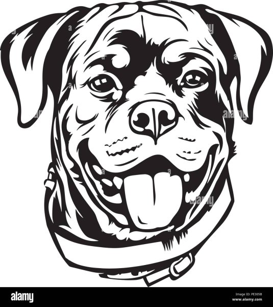 Ротвейлер вектор чб