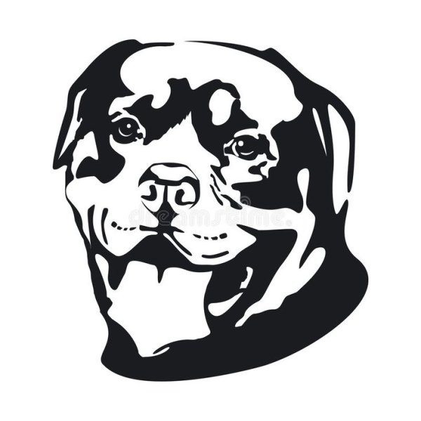 Ротвейлер чёрно белый