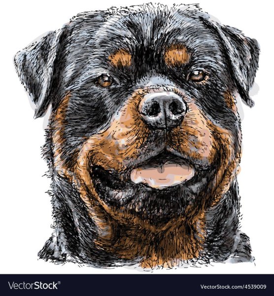 Собака ротвейлер вектор