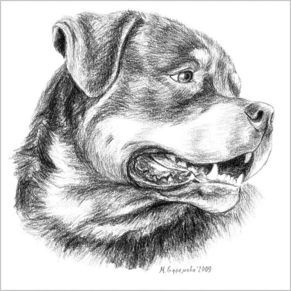 Ротвейлер карандашом