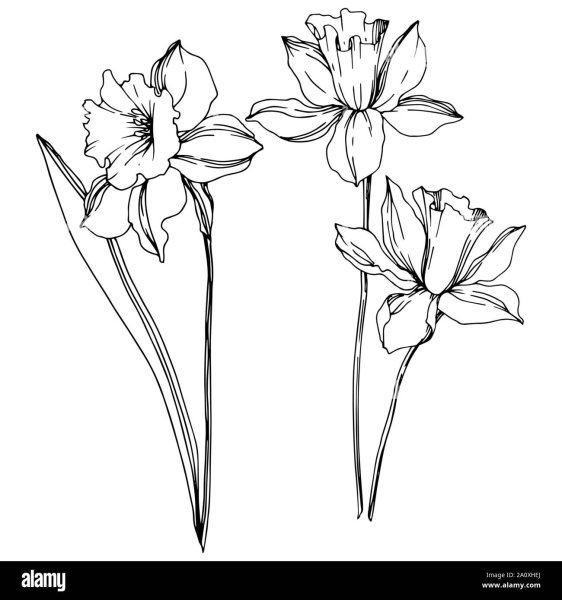 Нарцисс силуэт