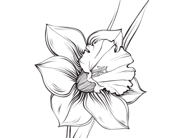 Нарцисс эскиз