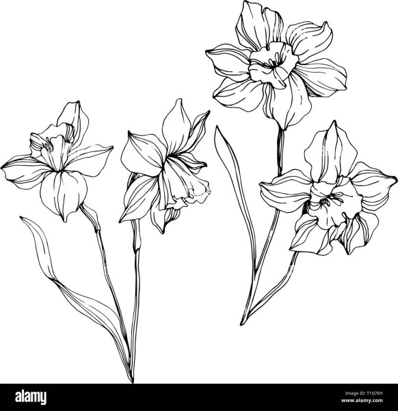 Нарцисс эскиз