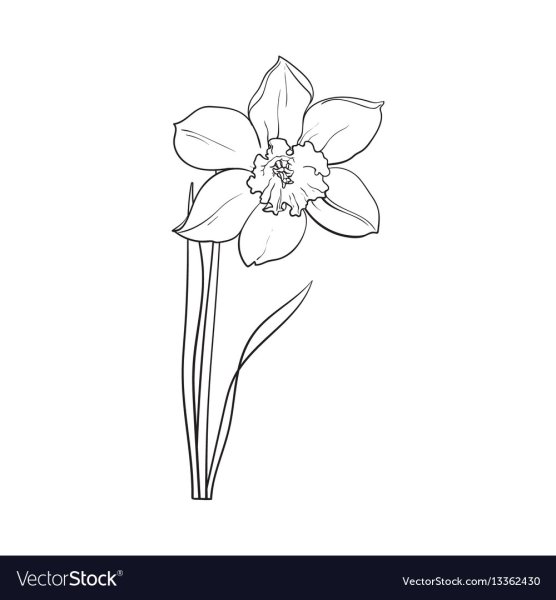 Букет нарциссов силуэт