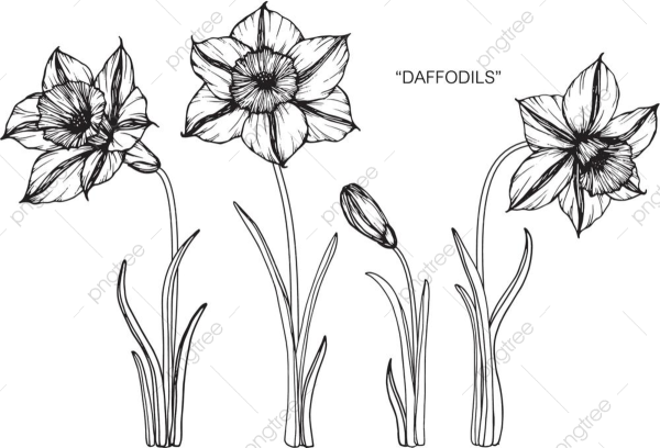 Эскиз цветника нарциссы