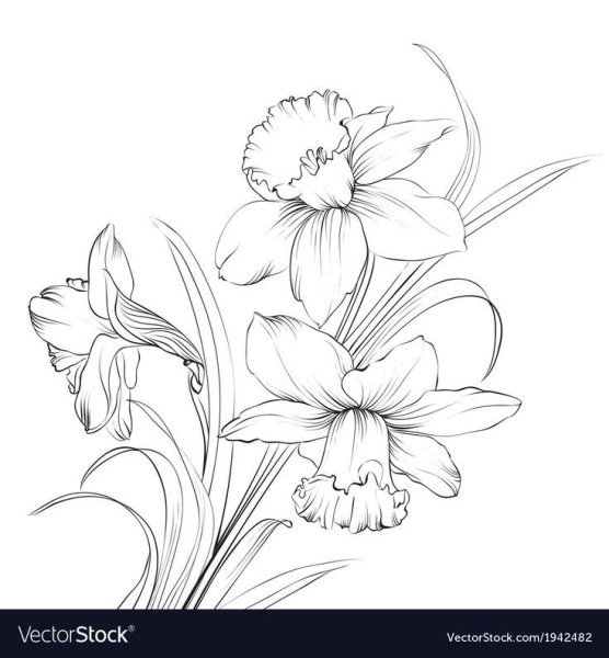 Нарциссы контурный эскиз для тату