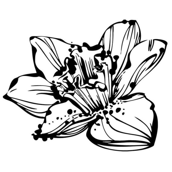 Тату Нарцисс черно белое