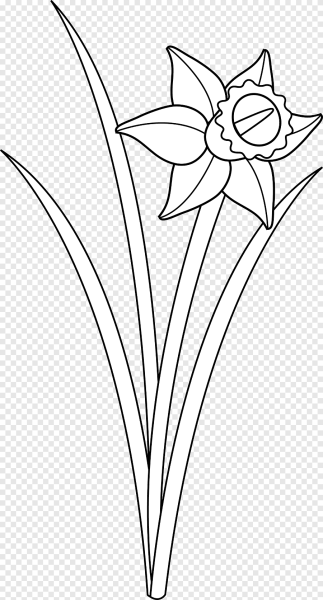 Нарисовать цветок Нарцисс