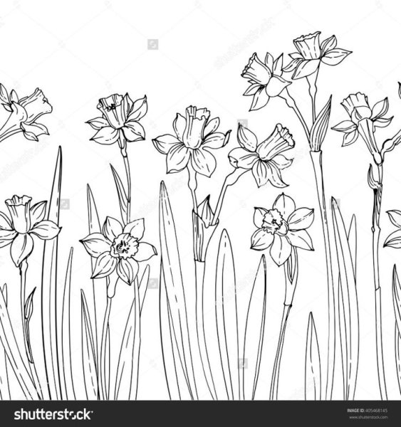 Нарциссы с контуром эскиз