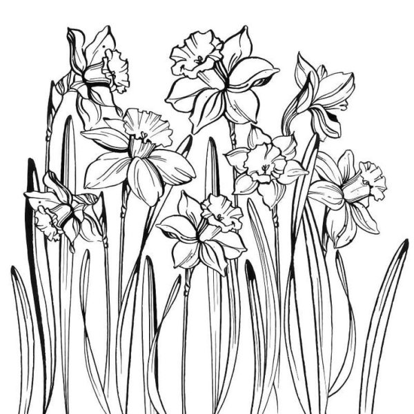 Нарцисс рисунок карандашом