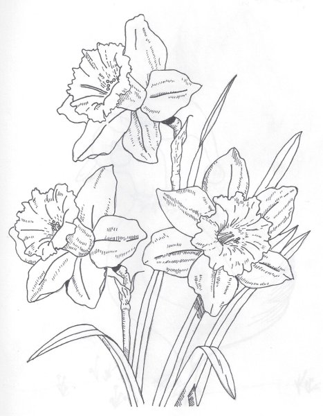 Нарцисс раскраска