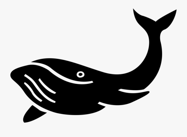 Кит черно белый