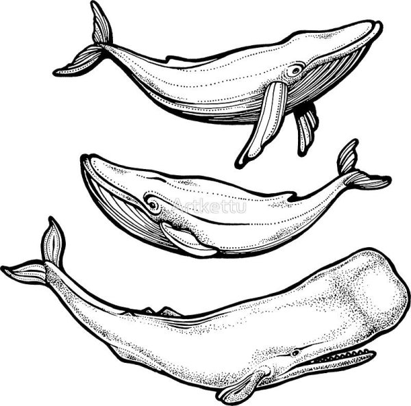 Тату Кашалот эскиз