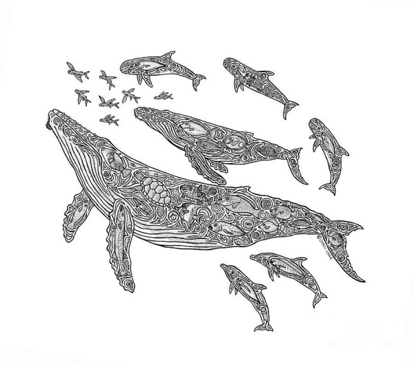 Кит в графике