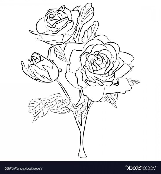 Букет роз вектор